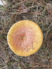 Amanita persicina