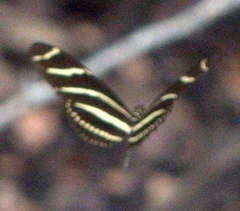 Heliconius charithonia