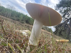 Amanita persicina