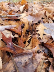 Monotropa uniflora