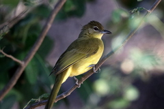 Chlorocichla flaviventris