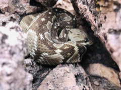 Crotalus ornatus