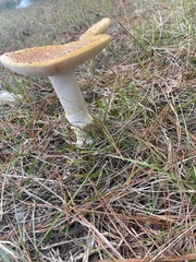 Amanita persicina