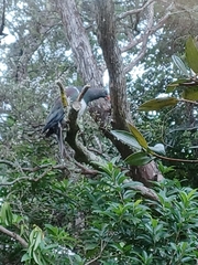 Hemiphaga novaeseelandiae