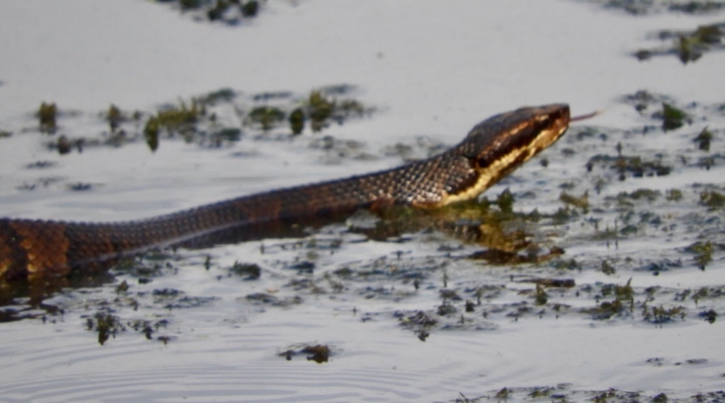 Northern Cottonmouth from 8700 Shoreline Rd, Fort Worth, TX, US on ...