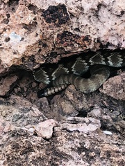Crotalus ornatus