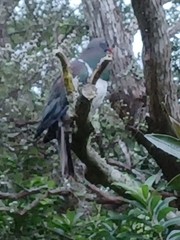Hemiphaga novaeseelandiae