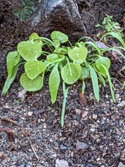 Claytonia perfoliata