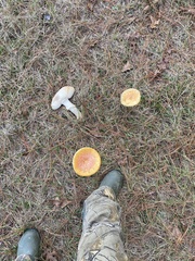 Amanita persicina
