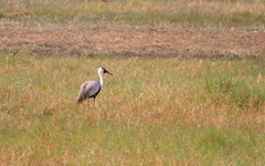 Bugeranus carunculatus