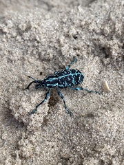 Chrysolopus spectabilis