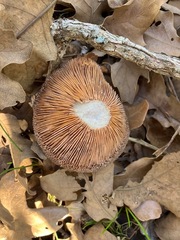 Cortinarius ohlone