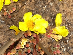 Cochlospermum