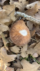 Cortinarius ohlone