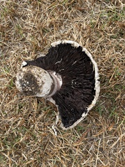 Agaricus bernardii