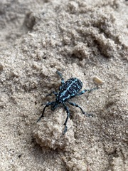 Chrysolopus spectabilis