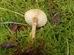 Cystoderma jasonis