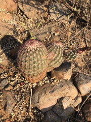 Echinocereus pectinatus rutowiorum