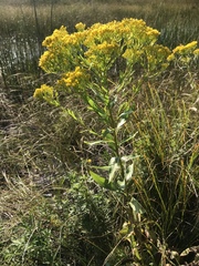 Solidago ohioensis