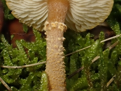 Cystoderma jasonis