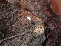 Marasmius epiphylloides