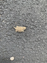 Phrynosoma douglasii