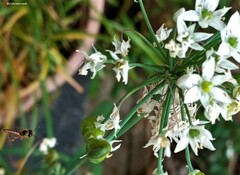 Tetragonisca angustula