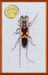 Compsibidion fairmairei