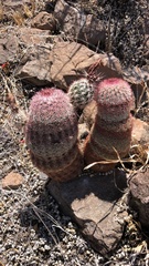 Echinocereus pectinatus rutowiorum