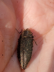 Dicerca hornii