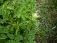 Castilleja unalaschcensis