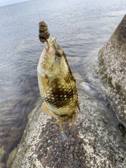 Notolabrus tetricus