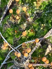 Physcomitrium pyriforme