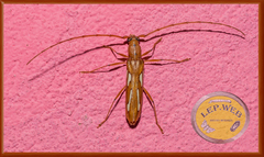 Eurymerus eburioides