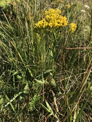 Solidago ohioensis