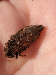 Dicerca hornii
