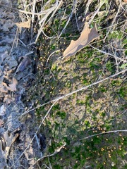 Physcomitrium pyriforme