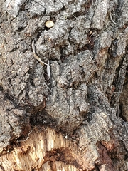 Dicerca hornii