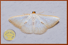 Berberodes conchylata