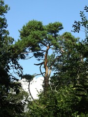 Pinus sylvestris