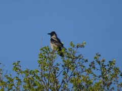 Corvus cornix