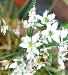 Tetragonisca angustula