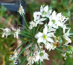 Tetragonisca angustula