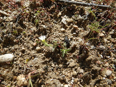 Caryophyllaceae