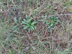 Ophrys tenthredinifera