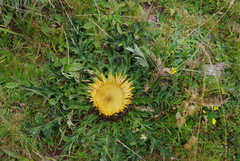 Carlina acanthifolia