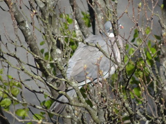 Columba palumbus