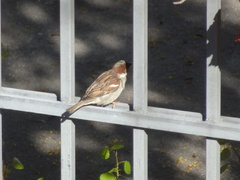 Passer domesticus