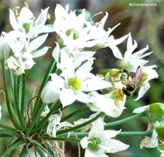 Tetragonisca angustula