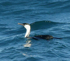 Phalacrocorax fuscescens